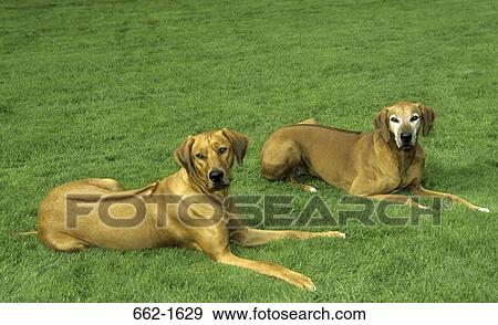 Two Rhodesian Ridgebacks sitting on grass View Large Photo Image Stock Photo - Two Rhodesian Ridgebacks sitting on grass. Fotosearch