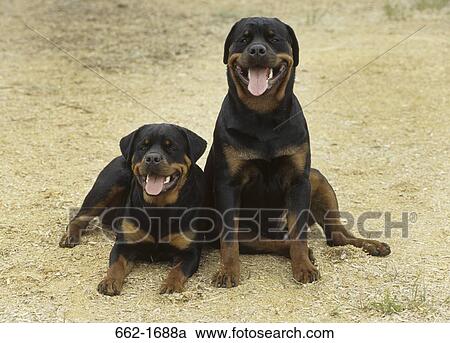 Two Rottweilers sitting in a field View Large Photo Image Stock Image - Two Rottweilers sitting in a field. Fotosearch