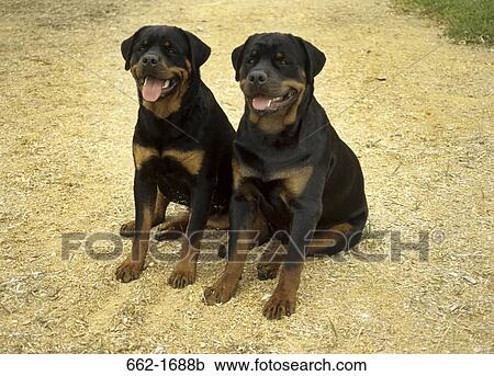 Two Rottweilers sitting in a field View Large Photo Image Stock Image - Two Rottweilers sitting in a field. Fotosearch