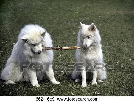 Two Samoyeds pulling a stick View Large Photo Image Stock Photo - Two Samoyeds pulling a stick. Fotosearch