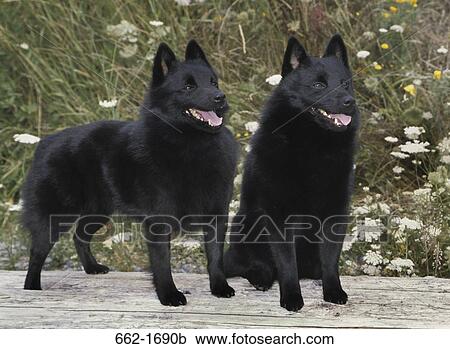 Stock Image - Two Schipperkes on a log. Fotosearch