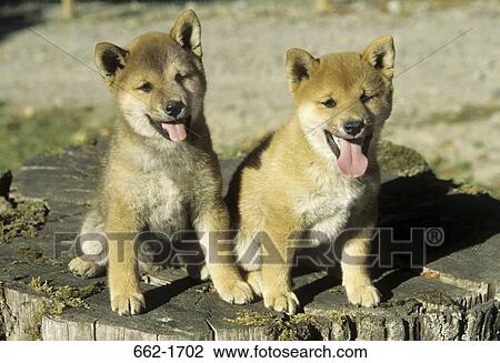 Stock Image - Two Shiba Inu puppies sitting together on a tree stump. Fotosearch