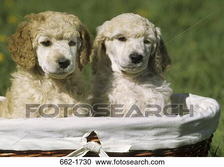 Stock Image - Two Standard poodle puppies sitting in a basket. Fotosearch