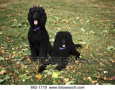 Two Standard poodles sitting in a field View Large Photo Image Stock Photo - Two Standard poodles sitting in a field. Fotosearch