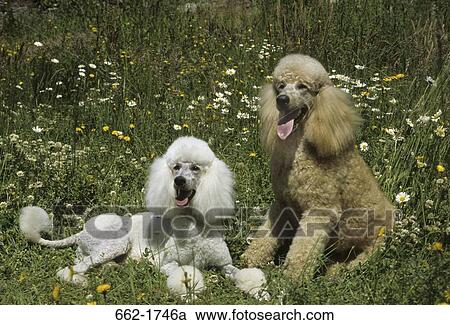 Two Standard poodles sitting in a park View Large Photo Image Stock Image - Two Standard poodles sitting in a park. Fotosearch