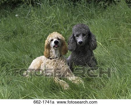 Two Standard poodles sitting on grass View Large Photo Image Stock Image - Two Standard poodles sitting on grass. Fotosearch