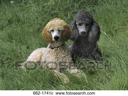 Two Standard poodles sitting on grass View Large Photo Image Stock Image - Two Standard poodles sitting on grass. Fotosearch