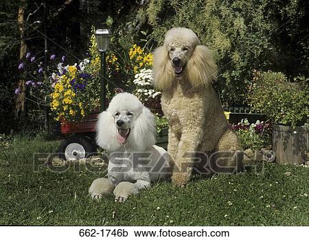 Stock Image - Two Standard poodles sitting together in a garden. Fotosearch