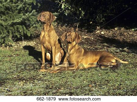 Two Vizsla dogs sitting together in a field View Large Photo Image Stock Photo - Two Vizsla dogs sitting together in a field. Fotosearch