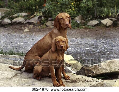 Two Vizsla dogs sitting together on a rock View Large Photo Image Stock Image - Two Vizsla dogs sitting together on a rock. Fotosearch