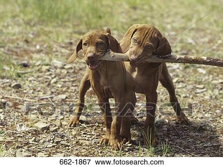 Two Vizsla puppies fighting for a stick View Large Photo Image Stock Photo - Two Vizsla puppies fighting for a stick. Fotosearch