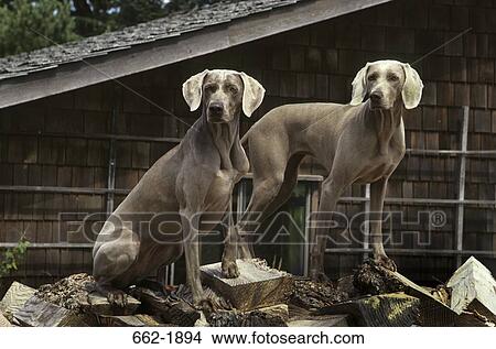Two Weimaraner dogs on the heap of firewood View Large Photo Image Picture - Two Weimaraner dogs on the heap of firewood. Fotosearch