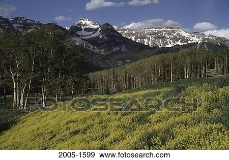 Uncompahgre National Forest Colorado USA View Large Photo Image Stock Photo - Uncompahgre National Forest Colorado USA. Fotosearch