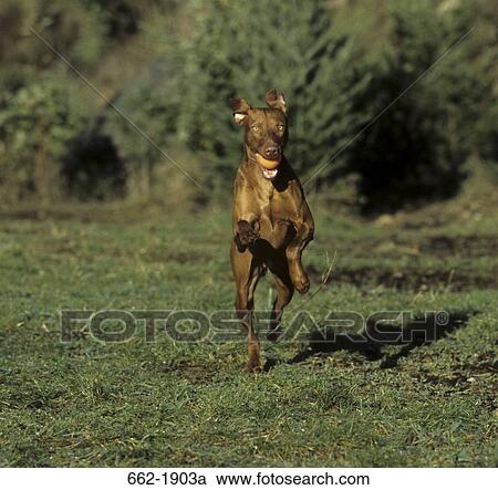 Stock Image - Vizsla dog carrying a ball and running. Fotosearch