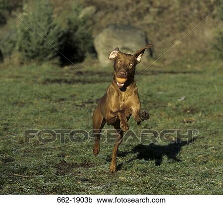 Vizsla dog carrying a ball and running View Large Photo Image Stock Image - Vizsla dog carrying a ball and running. Fotosearch
