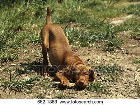 Vizsla dog chewing a stick View Large Photo Image Stock Photo - Vizsla dog chewing a stick. Fotosearch