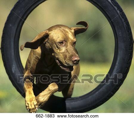 Vizsla dog jumping through a tire View Large Photo Image Stock Image - Vizsla dog jumping through a tire. Fotosearch