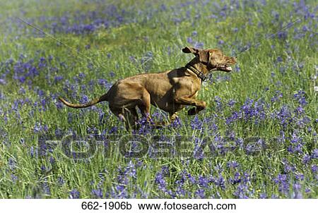 Stock Image - Vizsla dog running in a field. Fotosearch