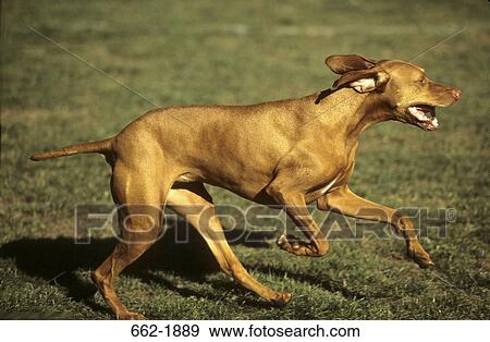 Stock Photo - Vizsla dog running in a field. Fotosearch