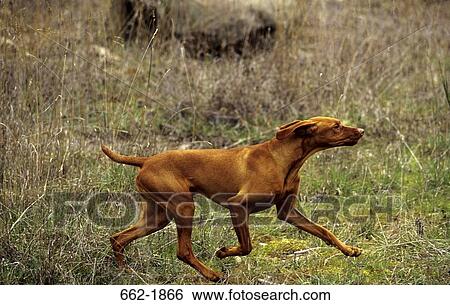 Vizsla dog running in a field View Large Photo Image Stock Photograph - Vizsla dog running in a field. Fotosearch
