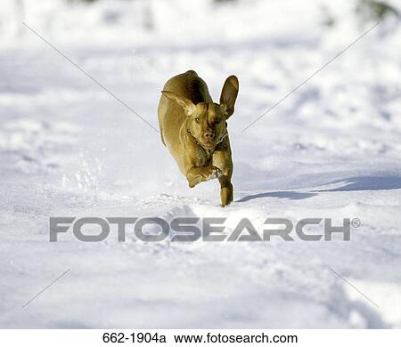 Vizsla dog running in snow View Large Photo Image Stock Image - Vizsla dog running in snow. Fotosearch