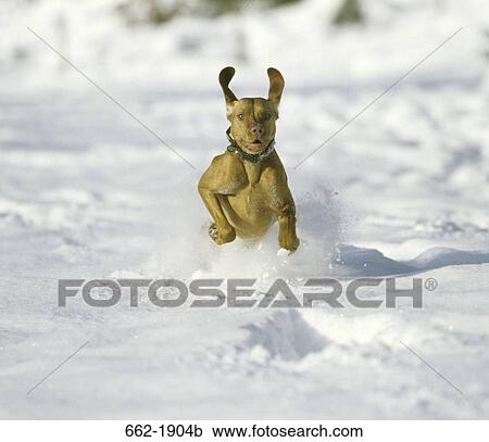 Vizsla dog running in snow View Large Photo Image Stock Image - Vizsla dog running in snow. Fotosearch