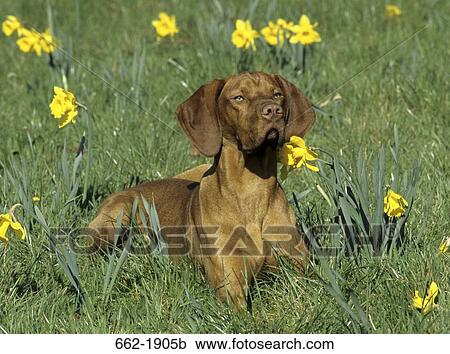 Vizsla dog sitting in a field View Large Photo Image Stock Image - Vizsla dog sitting in a field. Fotosearch