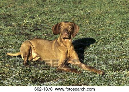 Vizsla dog sitting in a field View Large Photo Image Stock Photo - Vizsla dog sitting in a field. Fotosearch