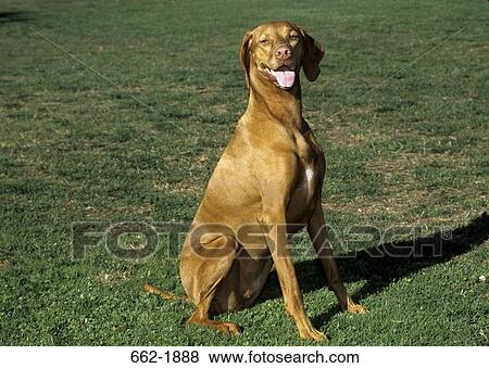 Vizsla dog sitting in a field View Large Photo Image Stock Photo - Vizsla dog sitting in a field. Fotosearch