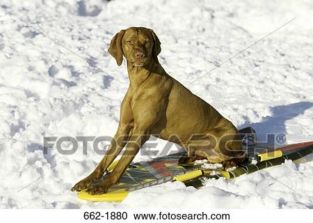 Vizsla dog sitting on a snowboard View Large Photo Image Stock Image - Vizsla dog sitting on a snowboard. Fotosearch
