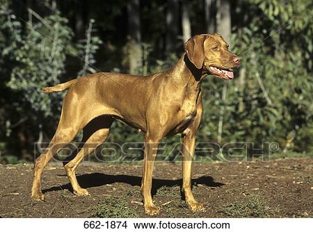Vizsla dog standing in a field View Large Photo Image Picture - Vizsla dog standing in a field. Fotosearch