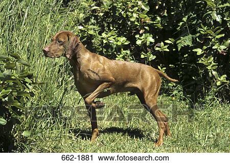 Vizsla dog standing in a field View Large Photo Image Stock Image - Vizsla dog standing in a field. Fotosearch