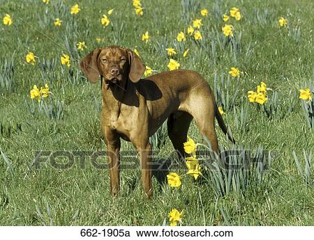 Vizsla dog standing in a field View Large Photo Image Stock Image - Vizsla dog standing in a field. Fotosearch