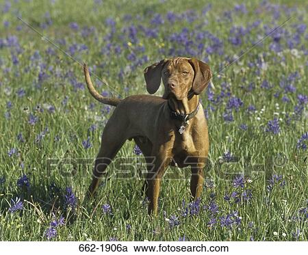 Vizsla dog standing in a field View Large Photo Image Stock Image - Vizsla dog standing in a field. Fotosearch