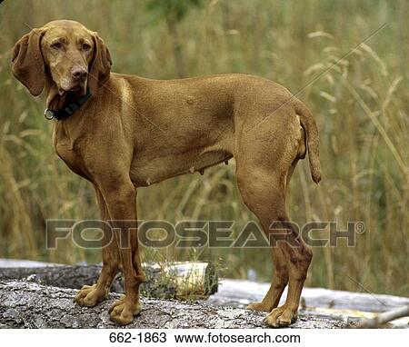 Vizsla dog standing on a log View Large Photo Image Stock Image - Vizsla dog standing on a log. Fotosearch