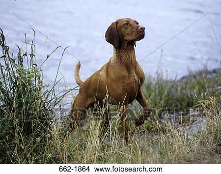 Vizsla dog walking out of a lake View Large Photo Image Picture - Vizsla dog walking out of a lake. Fotosearch