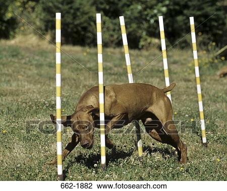 Vizsla dog weaving through poles View Large Photo Image Stock Image - Vizsla dog weaving through poles. Fotosearch