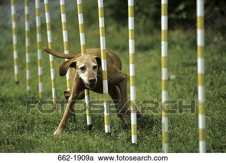 Vizsla dog weaving through poles View Large Photo Image Stock Image - Vizsla dog weaving through poles. Fotosearch