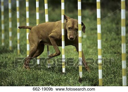 Stock Image - Vizsla dog weaving through poles. Fotosearch