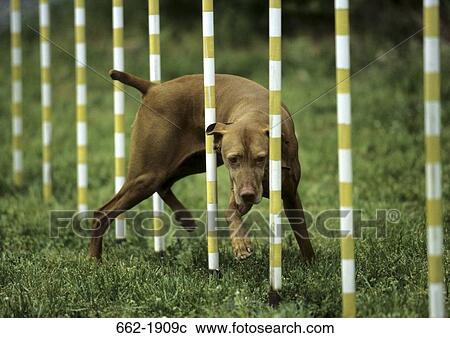 Vizsla dog weaving through poles View Large Photo Image Stock Image - Vizsla dog weaving through poles. Fotosearch
