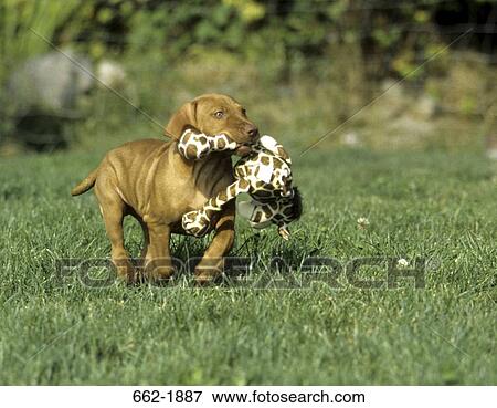Vizsla puppy carrying a toy View Large Photo Image Stock Photo - Vizsla puppy carrying a toy. Fotosearch