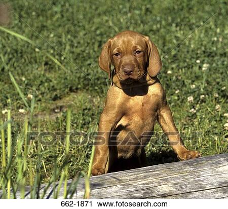 Vizsla puppy leaning against a wooden plank View Large Photo Image Stock Image - Vizsla puppy leaning against a wooden plank. Fotosearch