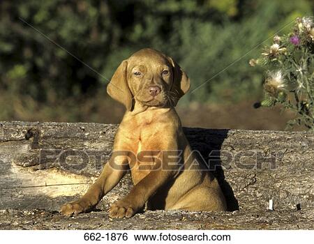 Vizsla puppy leaning on log View Large Photo Image Stock Photograph - Vizsla puppy leaning on log. Fotosearch