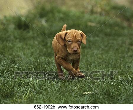 Vizsla puppy running in a field View Large Photo Image Stock Image - Vizsla puppy running in a field. Fotosearch