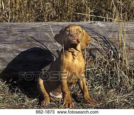 Vizsla puppy sitting in a field View Large Photo Image Stock Image - Vizsla puppy sitting in a field. Fotosearch
