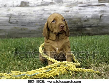 Vizsla puppy sitting in a field View Large Photo Image Stock Image - Vizsla puppy sitting in a field. Fotosearch