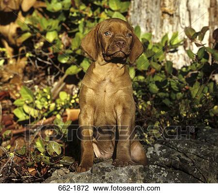 Vizsla puppy sitting in a forest View Large Photo Image Stock Image - Vizsla puppy sitting in a forest. Fotosearch