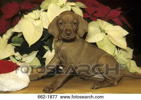 Vizsla puppy sitting in front of plants View Large Photo Image Stock Photo - Vizsla puppy sitting in front of plants. Fotosearch