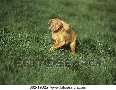 Vizsla puppy standing in a field View Large Photo Image Stock Image - Vizsla puppy standing in a field. Fotosearch