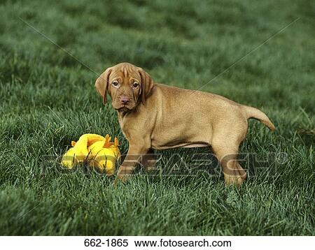 Vizsla puppy standing near a dog training dummy View Large Photo Image Stock Photography - Vizsla puppy standing near a dog training dummy. Fotosearch
